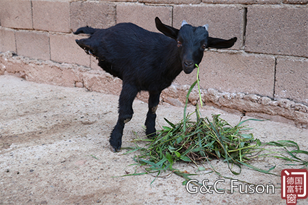 铝合金门窗加盟商如何成为一头&ldquo;羊坚强&rdquo;