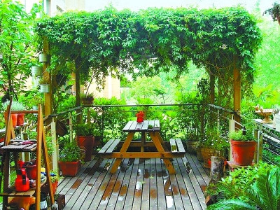 【生活攻略】阳台还可以种菜！