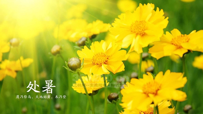 今日处暑，渐入秋境。